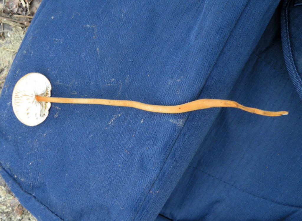 Un funghetto fastidioso